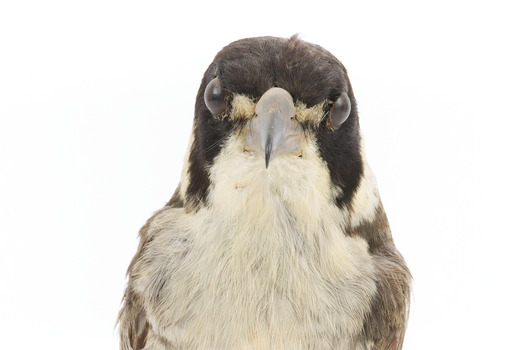 A close-up of the head of a Grey Butcherbird, facing forward