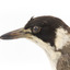 A close-up of the head of a Grey Butcherbird, facing left