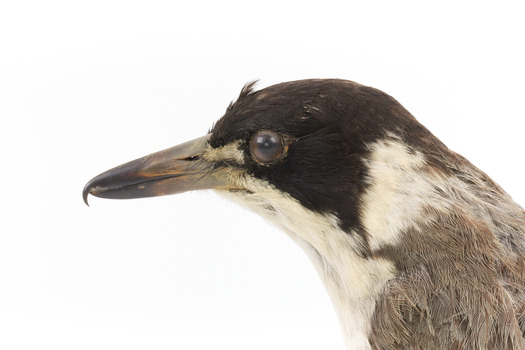 A close-up of the head of a Grey Butcherbird, facing left