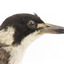 A close-up of the head of a Grey Butcherbird, facing right
