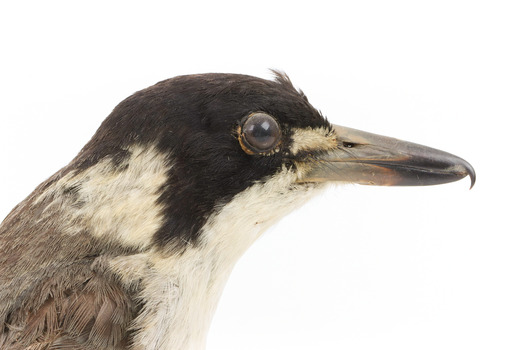 A close-up of the head of a Grey Butcherbird, facing right
