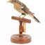 A fan-tailed cuckoo standing on a wooden mount facing forward