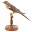 A fan-tailed cuckoo standing on a wooden mount facing left