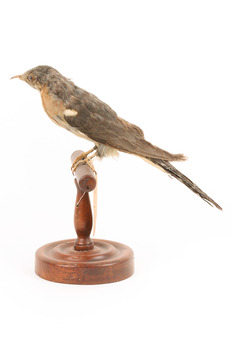 A fan-tailed cuckoo standing on a wooden mount facing left