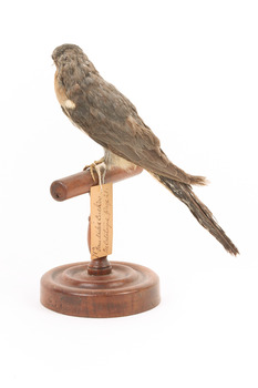 A fan-tailed cuckoo standing on a wooden mount facing back