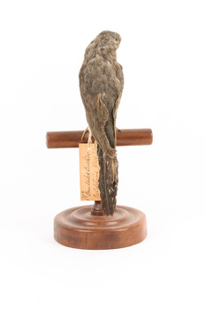 A fan-tailed cuckoo standing on a wooden mount facing back