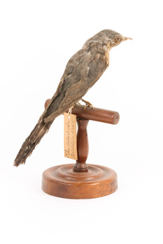 A fan-tailed cuckoo standing on a wooden mount facing back