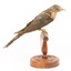 A fan-tailed cuckoo standing on a wooden mount facing left