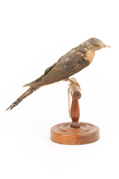 A fan-tailed cuckoo standing on a wooden mount facing left