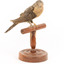 A fan-tailed cuckoo standing on a wooden mount facing forward