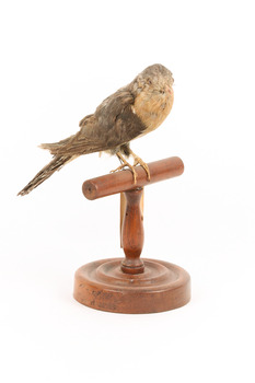 A fan-tailed cuckoo standing on a wooden mount facing forward