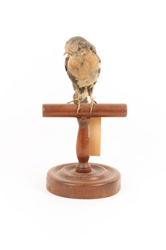 A fan-tailed cuckoo standing on a wooden mount facing forward