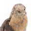 A close-up of a fan-tailed cuckoo facing forward