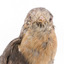 A close-up of a fan-tailed cuckoo facing forward