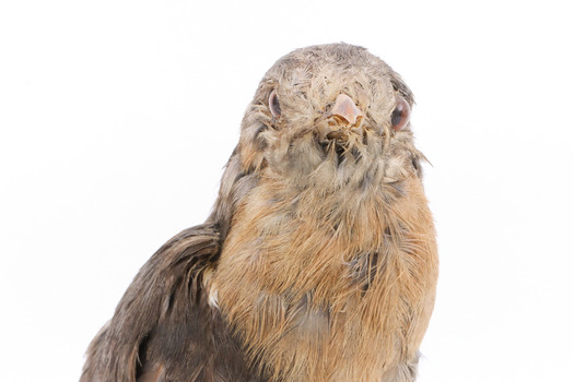 A close-up of a fan-tailed cuckoo facing forward