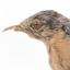 A close-up of a fan-tailed cuckoo facing left