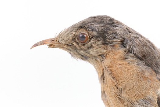 A close-up of a fan-tailed cuckoo facing left