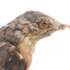 A close-up of a fan-tailed cuckoo facing right