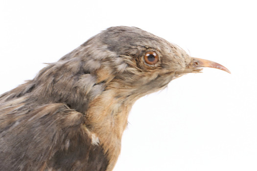 A close-up of a fan-tailed cuckoo facing right