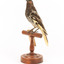 A Regent Honeyeater standing on a wooden mount facing forward
