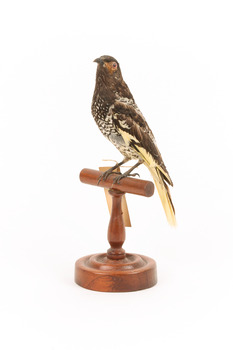 A Regent Honeyeater standing on a wooden mount facing forward