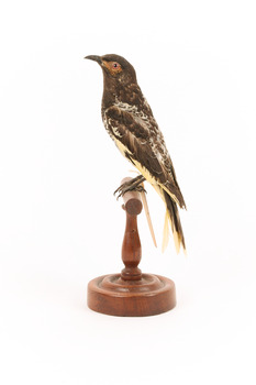A Regent Honeyeater standing on a wooden mount facing left