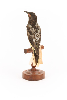 A Regent Honeyeater standing on a wooden mount facing back