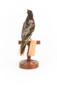 A Regent Honeyeater standing on a wooden mount facing back