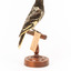 A Regent Honeyeater standing on a wooden mount facing back