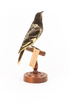 A Regent Honeyeater standing on a wooden mount facing back