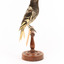 A Regent Honeyeater standing on a wooden mount facing right