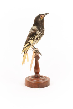 A Regent Honeyeater standing on a wooden mount facing right
