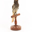 A Regent Honeyeater standing on a wooden mount facing forward