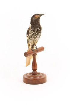 A Regent Honeyeater standing on a wooden mount facing forward