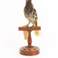 A Regent Honeyeater standing on a wooden mount facing forward