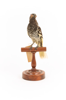 A Regent Honeyeater standing on a wooden mount facing forward