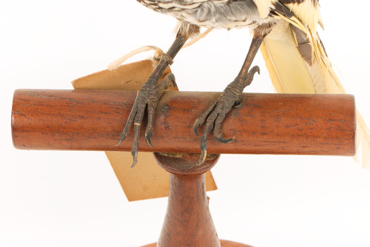 A close-up of the feet of a Regent Honeyeater on a wooden mount 