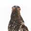 A close-up of a Regent Honeyeater facing forward