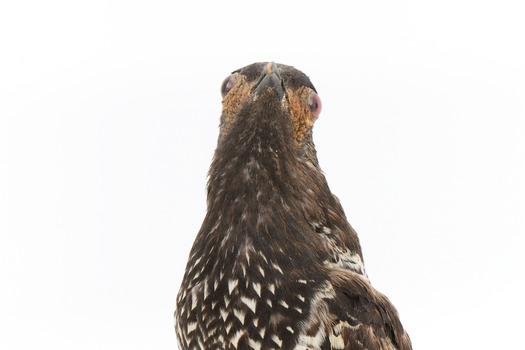 A close-up of a Regent Honeyeater facing forward