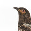 A close-up of a Regent Honeyeater facing left