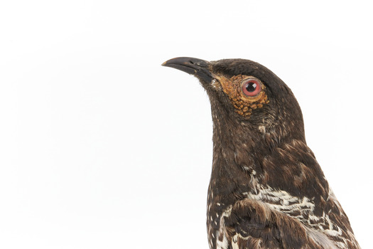 A close-up of a Regent Honeyeater facing left