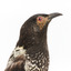 A close-up of a Regent Honeyeater facing right