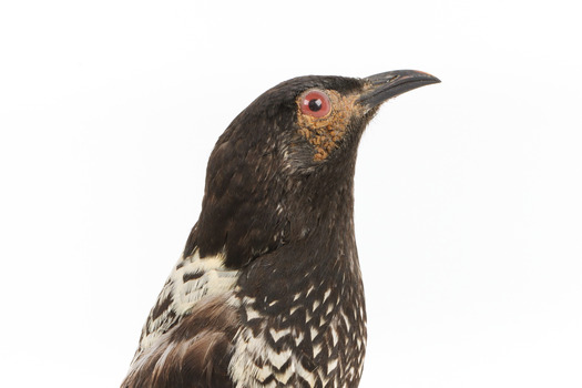 A close-up of a Regent Honeyeater facing right