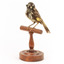 New Holland Honeyeater standing on wooden mount facing forward