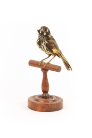 New Holland Honeyeater standing on wooden mount facing forward