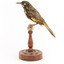 New Holland Honeyeater standing on wooden mount facing left