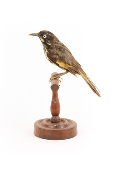 New Holland Honeyeater standing on wooden mount facing left