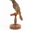 New Holland Honeyeater standing on wooden mount facing back