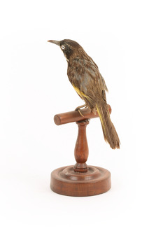 New Holland Honeyeater standing on wooden mount facing back