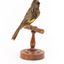 New Holland Honeyeater standing on wooden mount facing back 